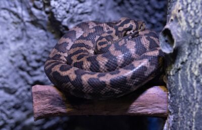 Photo Snake venom