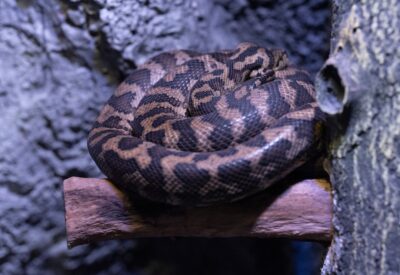 Photo Snake venom