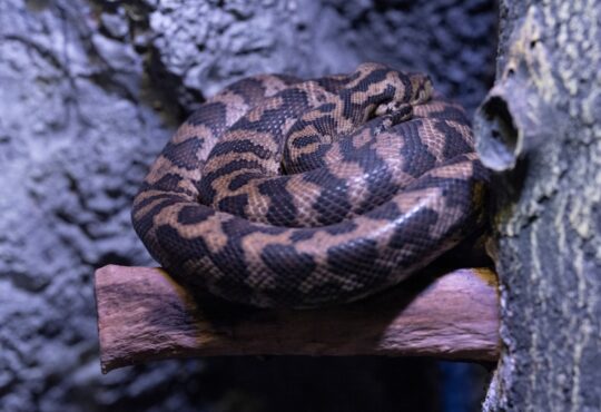 Photo Snake venom